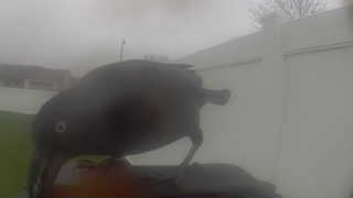 common grackle