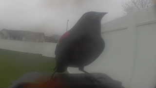 red-winged blackbird