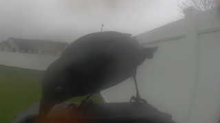 Unidentified clip
