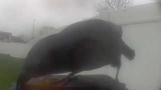 american crow