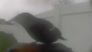 red-winged blackbird