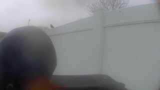 house sparrow