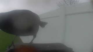 american crow