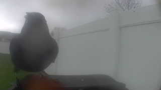 american robin