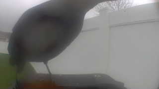european starling