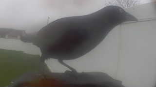 american crow