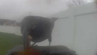 american crow