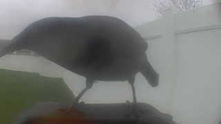 american crow