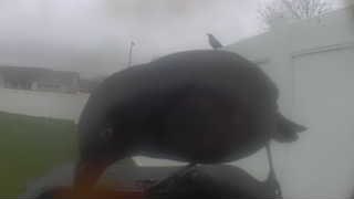 european starling