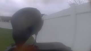 american crow