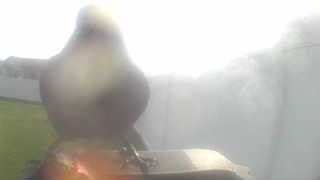 american goldfinch