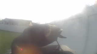 common grackle