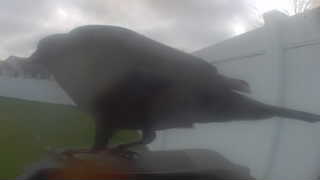 american crow
