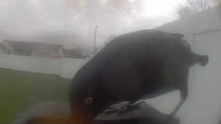 american black duck