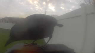 common grackle