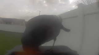 wild turkey