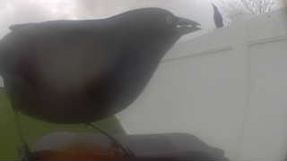 common grackle
