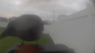 common grackle