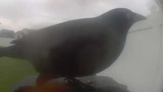 brown-headed cowbird