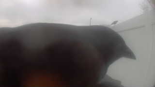 Unidentified clip