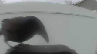 common grackle