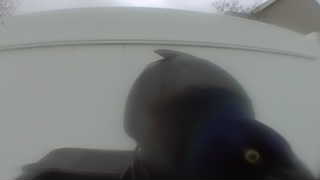 common grackle