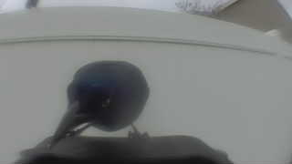 common grackle