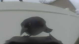american crow