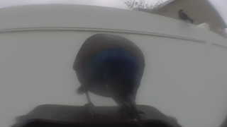 common grackle