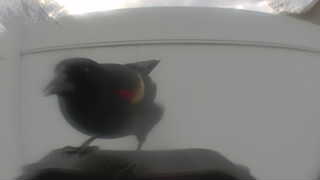 red-winged blackbird