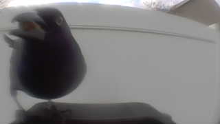 american crow