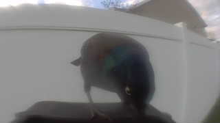common grackle