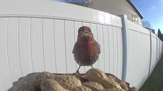house finch