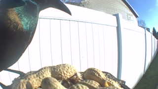 common grackle