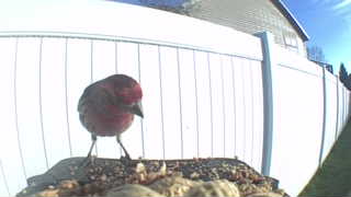 house finch
