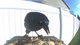 common grackle