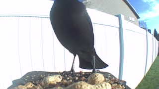 brewer's blackbird