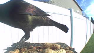 common grackle