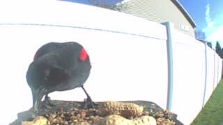 red-winged blackbird