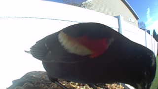 red-winged blackbird