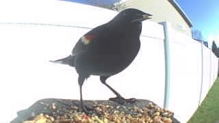 red-winged blackbird