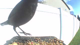 common grackle