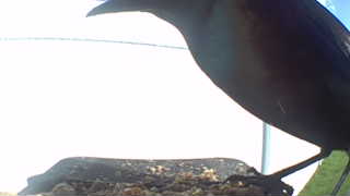 european starling