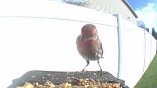 house finch