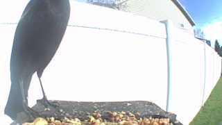 american crow