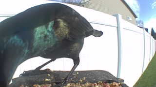 common grackle
