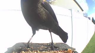 brewer's blackbird