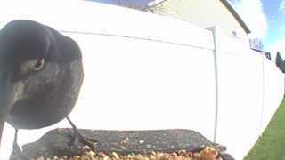 common grackle