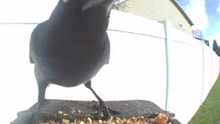 american crow