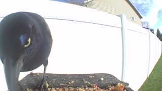 common grackle